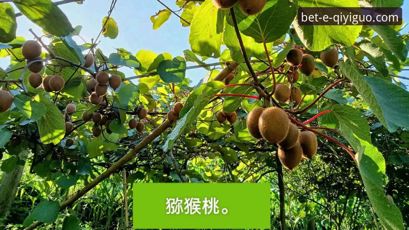 奇异果体育平台体验最新动态：官方下载指南与真实用户反馈揭秘